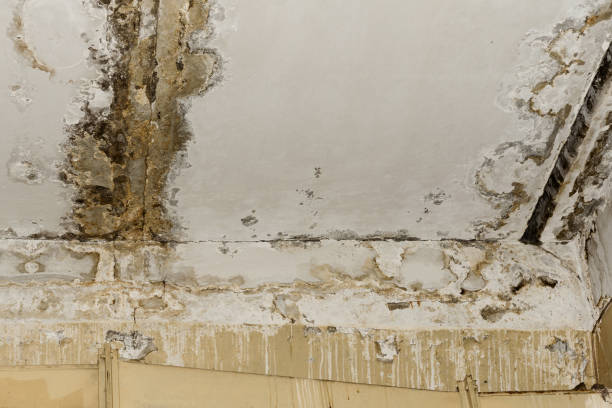 Best Emergency Mold Remediation  in Montezuma, IA